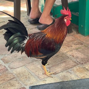 Blue Heaven - Chickens - Breakfast & Brunch Near Me - Key West, Florida
