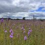 Kennebunk Plains Wildlife Management Area