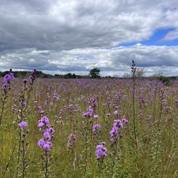 Kennebunk Plains Wildlife Management Area - Northern Blazing Star