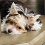 Yorkie Hugs