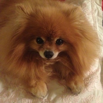Bone Sweet Bone - Freshly washed!! - Pet Groomers Near Me - Studio City, California