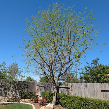 N & J Tree Service - Great job pruning - we still get to have shade this summer. - Tree Services Near Me - Bakersfield, California N & J Tree Service - Great job pruning - we still get to have shade this summer. - Tree Services Near Me - Bakersfield, California
