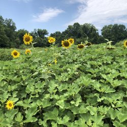 Forks of the River Park