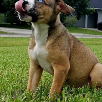 St. Charles Veterinary Hospital - Also Kuma just before his passing - Veterinarians Near Me - Davenport, Florida St. Charles Veterinary Hospital - Also Kuma just before his passing - Veterinarians Near Me - Davenport, Florida