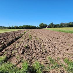 We learned how to plow the dirt and how they plant the wheat.