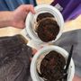 Photo of Insomnia Cookies