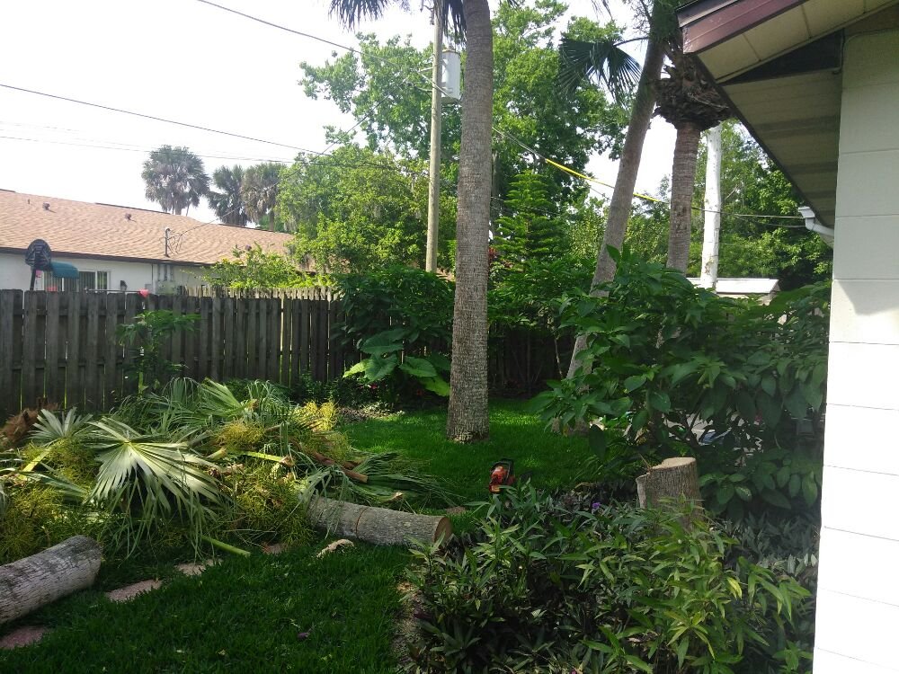 Slide of Tree Barber