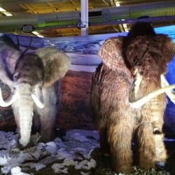 Discover The Dinosaurs