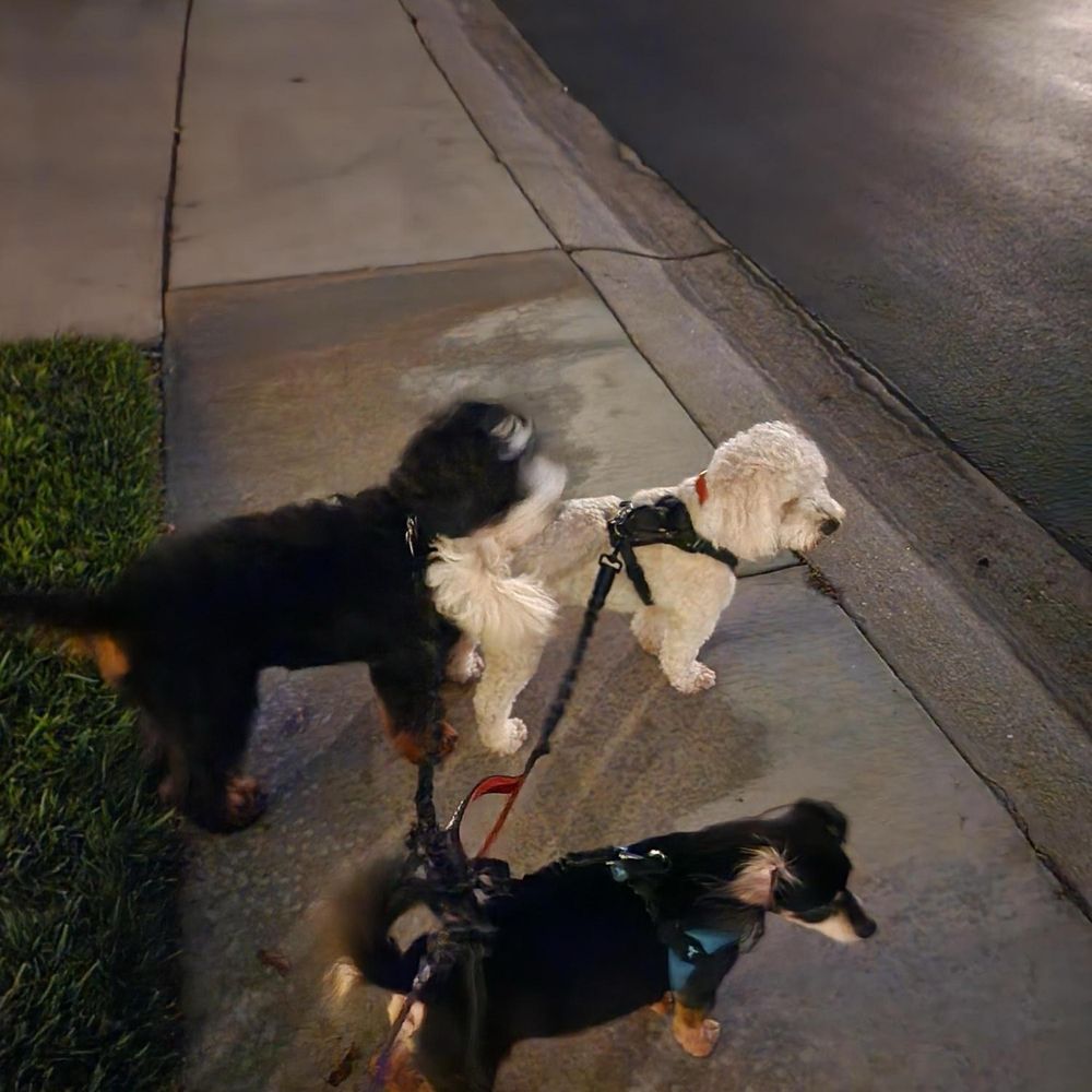 Animal Villa - Going out for a stroll - Pet Sitting Near Me - Anaheim Hills, California
