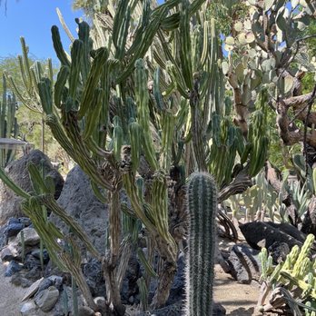 Moorten Botanical Garden - Nurseries & Gardening Near Me - Palm Springs, California Moorten Botanical Garden - Nurseries & Gardening Near Me - Palm Springs, California
