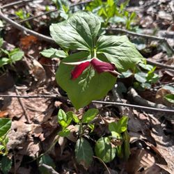 Red River Gorge - A blooming Red Trillium!