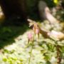 Photo of Bloedel Reserve