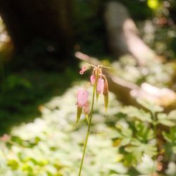 Bloedel Reserve