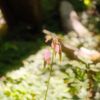 Bloedel Reserve gift card