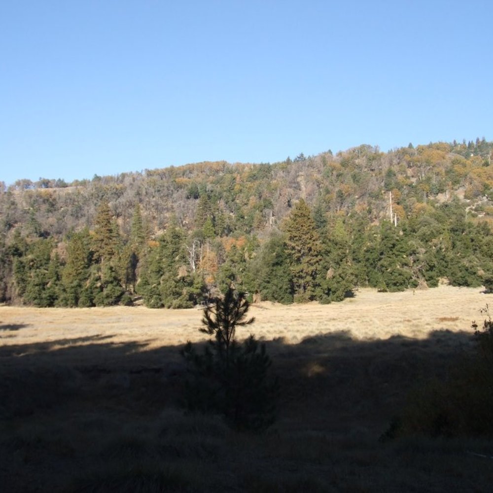 Palomar Mountain State Park - Parks Near Me - Palomar Mountain, California Palomar Mountain State Park - Parks Near Me - Palomar Mountain, California