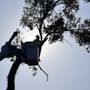 Photo of Morrison Lawn And Tree Services