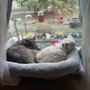 Photo of Pet Express
