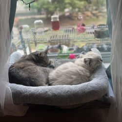 Pet Express - Precious little being almost 2yrs apart!