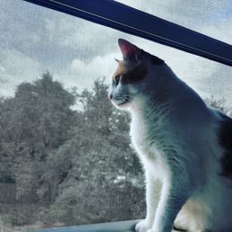 Happy cat