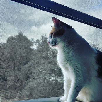 Conner Paul, DVM - Happy cat - Veterinarians Near Me - Castaic, California