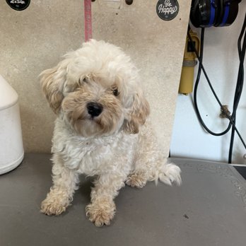 Fur de Leash Mobile Dog Grooming - Bubba before. - Pet Groomers Near Me Fur de Leash Mobile Dog Grooming - Bubba before. - Pet Groomers Near Me