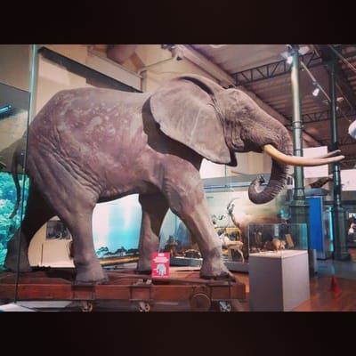 Museo Nacional de Ciencias Naturales by null