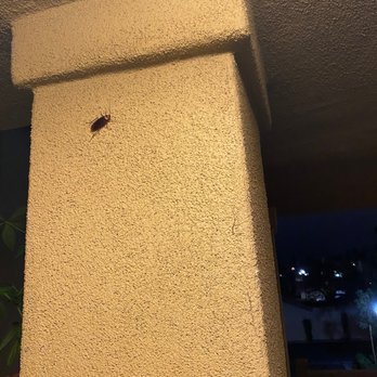 Rancho Monterey Apartment Homes - Jurassic park sized roaches - Apartments Near Me - Tustin, California Rancho Monterey Apartment Homes - Jurassic park sized roaches - Apartments Near Me - Tustin, California