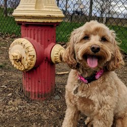 New Fairfield Dog Park - Charli enjoys the New Fairfield Dog Park.