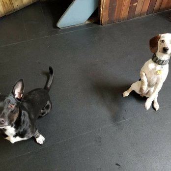 The Dog Spot - Pet Sitting Near Me - Everett, Washington