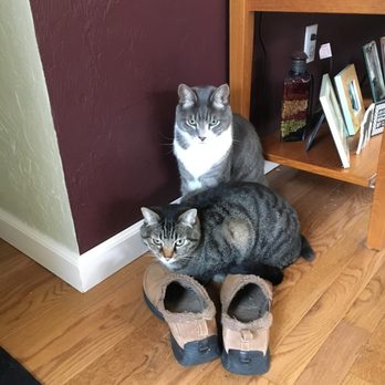 The Whisker Sitter - Pet Sitting Near Me The Whisker Sitter - Pet Sitting Near Me