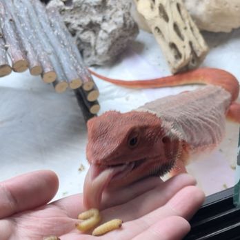 Dubia Roaches - Reptile Shops Near Me - Wichita, Kansas Dubia Roaches - Reptile Shops Near Me - Wichita, Kansas