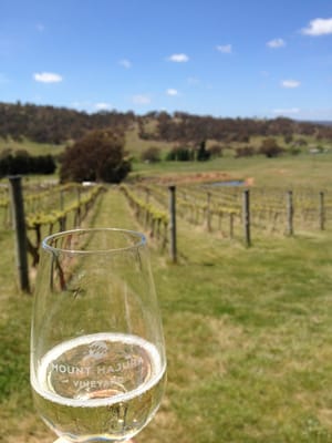 Mount Majura Vineyard by null