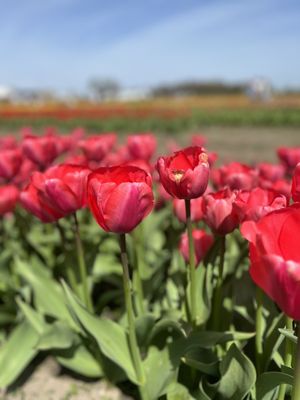 Veldheer Tulip Gardens by null
