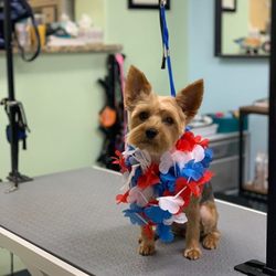Temple of the Dog Professional Pet Stylists - Fourth of July fun!