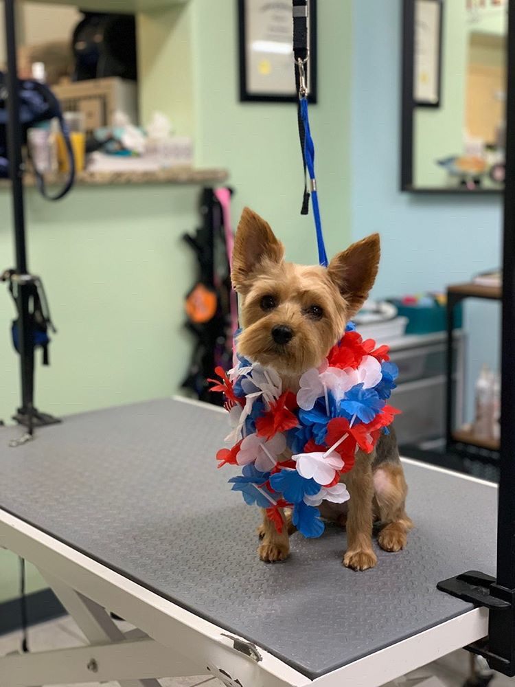 Temple of the Dog Professional Pet Stylists Image