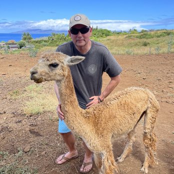 Maui Dragon Fruit Farm - Spending time with the alpacas - Fruits & Veggies Near Me - Lahaina, Hawaii Maui Dragon Fruit Farm - Spending time with the alpacas - Fruits & Veggies Near Me - Lahaina, Hawaii