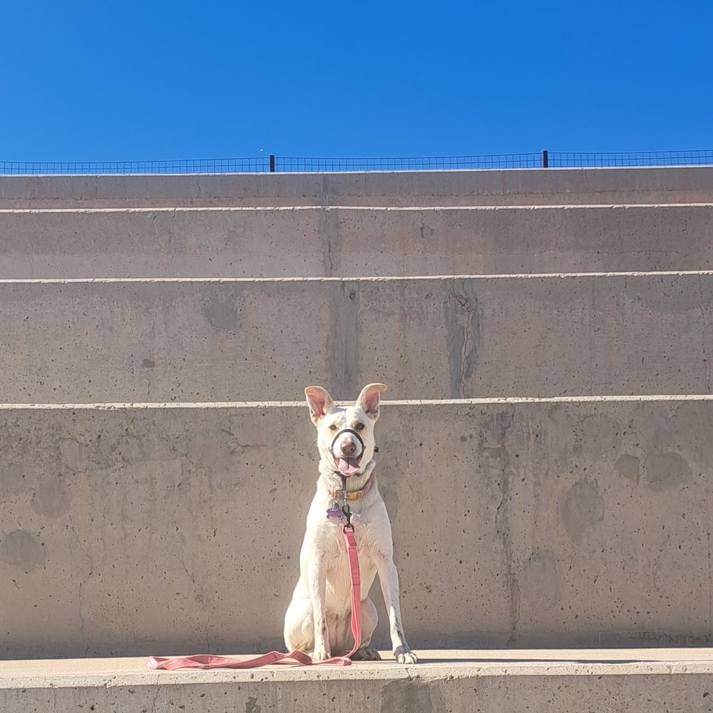 Pawsitively Purrfect - pet boarding facility in Gilbert, AZ