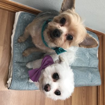 Pooch Pawlor Spa - Pet Groomers Near Me - Glendale, California Pooch Pawlor Spa - Pet Groomers Near Me - Glendale, California