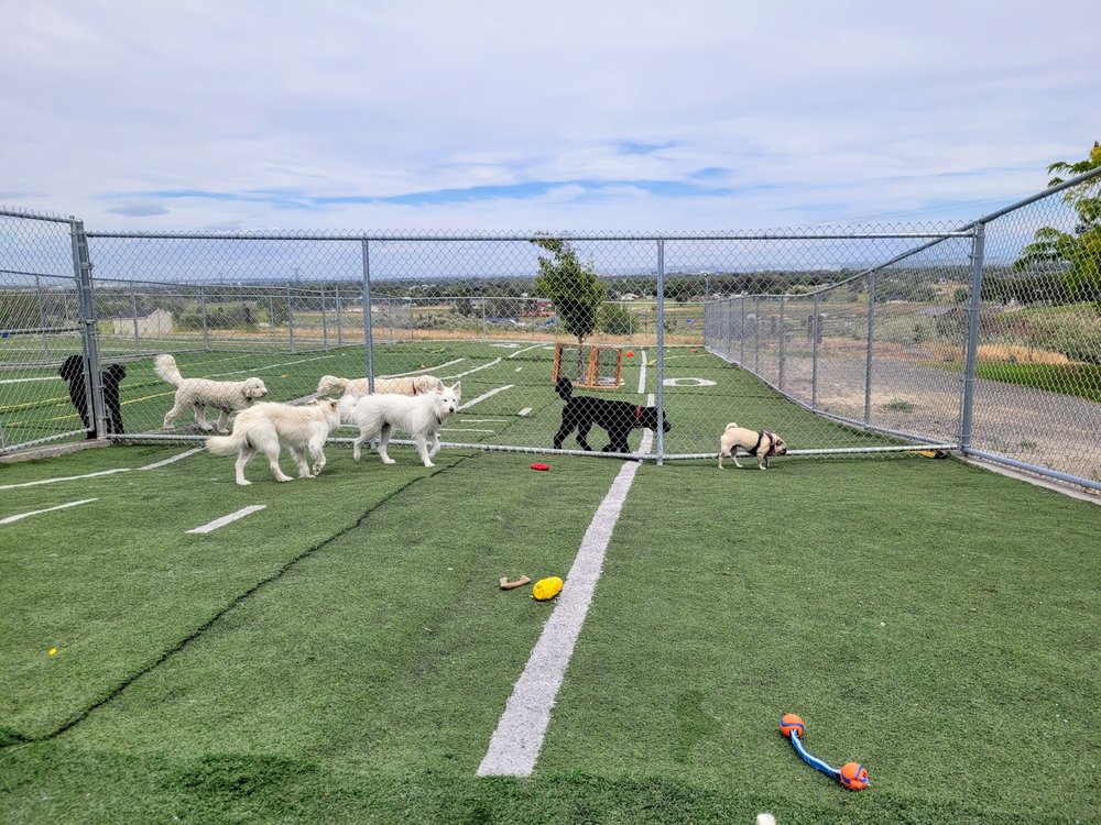 RUFF INN IT Updated October 2024 12 Photos & 12 Reviews 29807 S