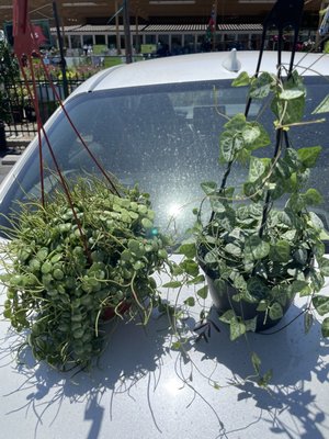 Armstrong Garden Centers by null