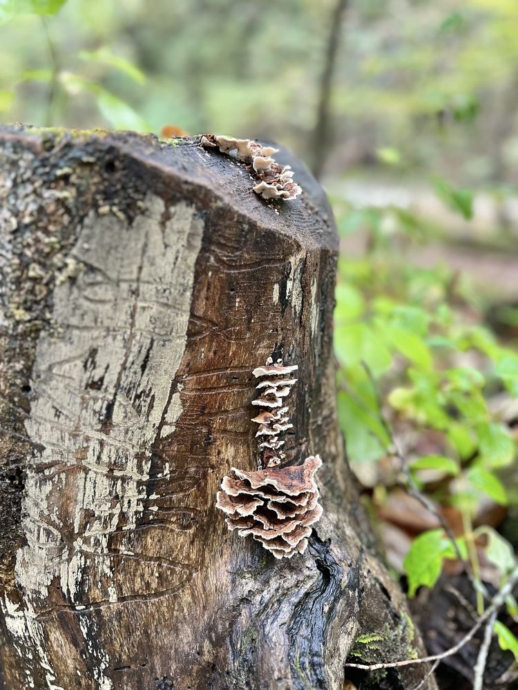 Natural Bridge State Park Logo