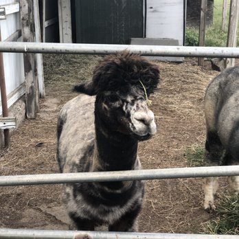 Vintage Alpacas Farm - Farms Near Me - Brooklyn Heights, Ohio Vintage Alpacas Farm - Farms Near Me - Brooklyn Heights, Ohio