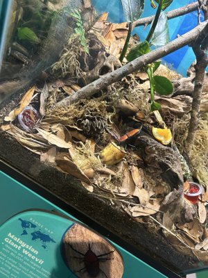 Audubon Insectarium by null