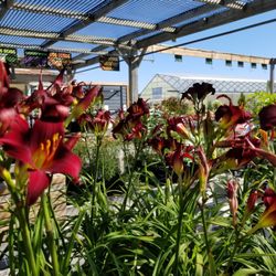New Roots Garden Centre - Perennials