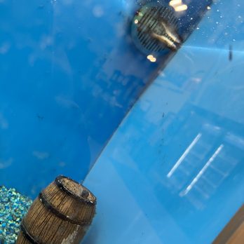 PetSmart - Better than last week when it was matted with corpses - Pet Stores Near Me - Rowlett, Texas