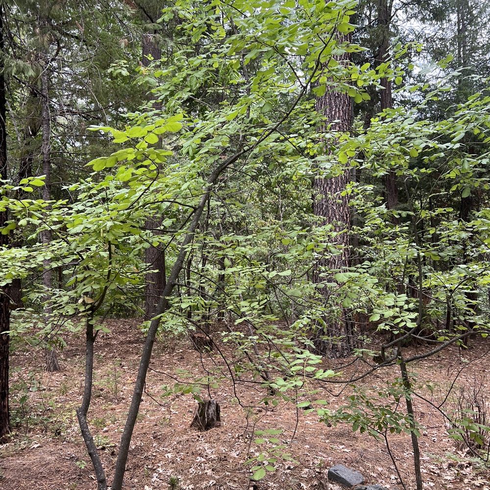 Ripple Creek Cabins - Hotels Near Me - Trinity Center, California