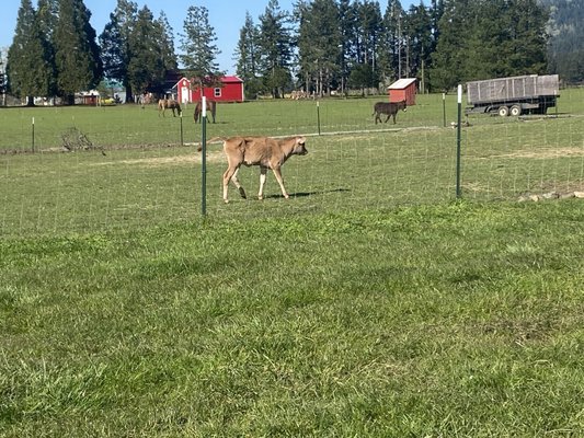 Saginaw Vineyard by null