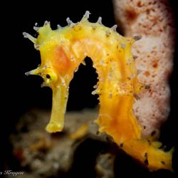 Dive Arizona - Always enjoy a pretty seahorse!