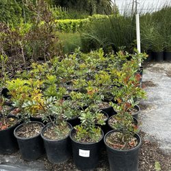 Paramount Nursery