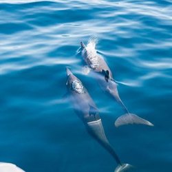 Napali Exclusive Charters - Wildlife viewing